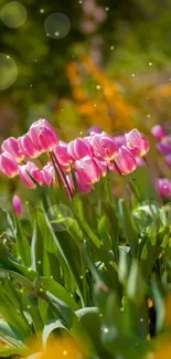 Mobile wallpaper with vibrant pink tulips and lush green garden scenery.