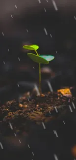 A vibrant green sprout emerging from soil, surrounded by dark tones.