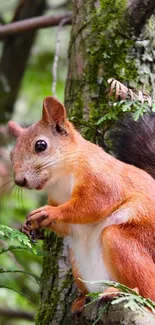 Squirrel on a tree branch in green forest background.