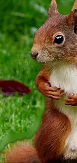 Cute squirrel standing on lush green grass.