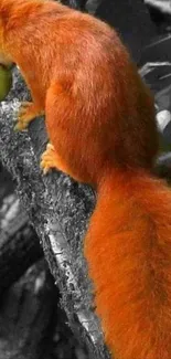 Orange squirrel holding green fruit on tree branch.