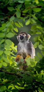 Squirrel monkey in green foliage jungle scene decoration.