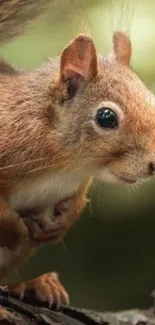 Cute squirrel on a tree branch with a blurred green forest background.