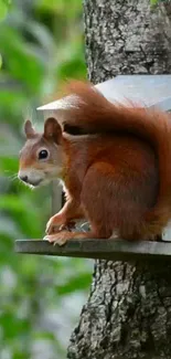 Squirrel perched on a tree in vibrant greenery.