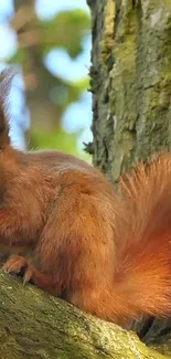 Vibrant red squirrel perched on a tree with lush green and brown hues.