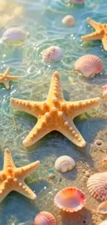 Starfish and seashells on a sunny beach scene.