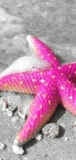 Vibrant pink starfish on sandy beach background.