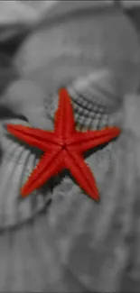 Red starfish on monochrome seashells wallpaper.