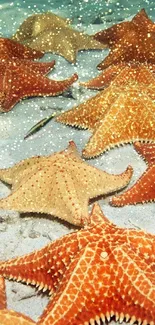 Vibrant starfish scattered on the ocean floor, creating a colorful underwater scene.