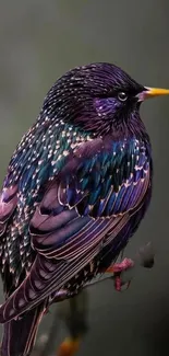 Colorful starling bird with purple plumage on a branch.