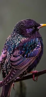 Vibrant starling bird perched on branch with colorful feathers.