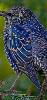 Vibrant starling bird perched on a branch in nature.