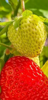 Close-up of vibrant red and green strawberries in a natural setting.