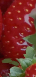 Vibrant close-up of red strawberries with green leaves.