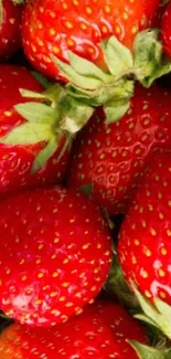 Close-up of vibrant red strawberries with green leaves.