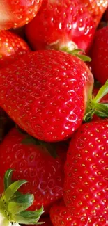 Close-up of vibrant red strawberries with green leaves.