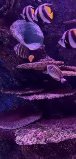 Vibrant striped fish swimming in an aquarium with colorful corals.