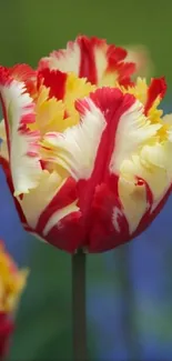 Vibrant red and yellow striped tulip in bloom.