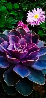 Vibrant succulent and pink flowers mobile phone wallpaper.