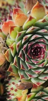 Close-up of vibrant green and reddish succulents forming a lush, natural pattern.