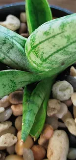 Close-up succulent with green leaves and stones in background.