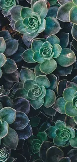 Vibrant green succulent leaves pattern.