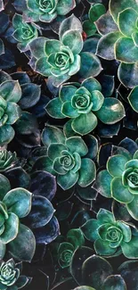 Vibrant mobile wallpaper with lush green succulents in a natural arrangement.