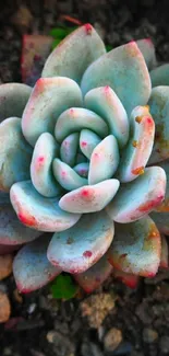 A vibrant succulent rosette in light blue tones.