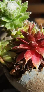 Close-up of colorful succulents on a sunny day, perfect for mobile wallpaper.