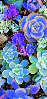 Colorful succulent mobile wallpaper showcasing vibrant plant variety.