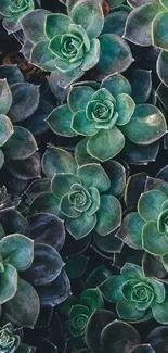 Mobile wallpaper of vibrant green succulents forming a natural pattern.