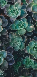 Emerald green succulents create a stunning phone wallpaper design.