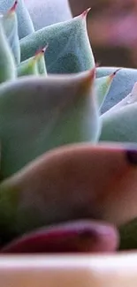 Close-up of a vibrant succulent plant with green leaves.