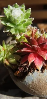 Close-up of vibrant succulents in a pot, showcasing red and green hues.