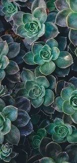 Vibrant teal green succulent rosettes in detailed close-up for phone wallpaper.