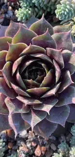 Close-up of colorful succulents creating a vibrant natural pattern.