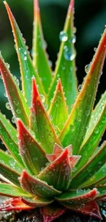 Close-up of a vibrant succulent with water droplets.