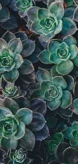 Vibrant green succulent plants mobile wallpaper.