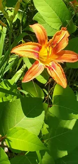 Orange lily with green leaves background wallpaper