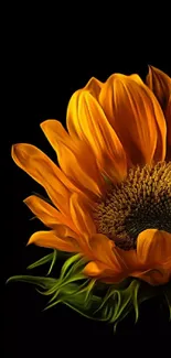 Vibrant sunflower with orange petals on a black background.