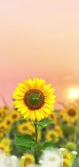 Vibrant sunflower in sunset with golden sky and lush green leaves.