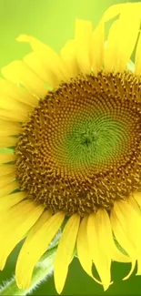 Close-up of a vibrant sunflower with green background.