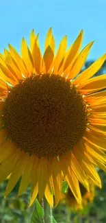 Bright sunflower against a blue sky, showcasing vibrant yellow petals.