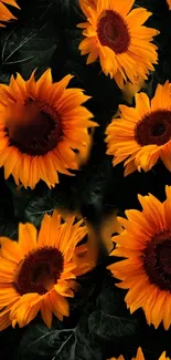 Vibrant sunflowers on a dark background mobile wallpaper.