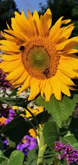 Sunflower in a colorful garden backdrop.