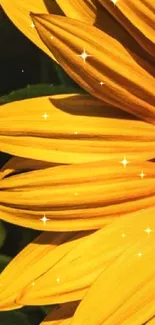 Vibrant sunflower close-up with green leaves.