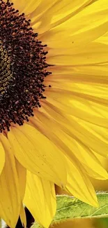 Close-up of a vibrant sunflower with bright yellow petals.