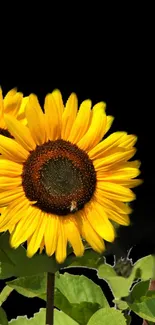 Vibrant sunflower with yellow petals and dark center on black background.