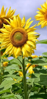 Bright yellow sunflowers bloom under a blue sky.