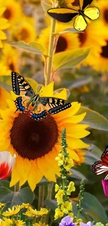 Vibrant sunflower wallpaper with butterflies and garden flowers.